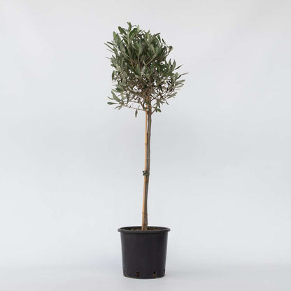 Olive Trees Olivenbaum - Olea Europaea - Höhe 90-100Cm - ⌀21Cm 