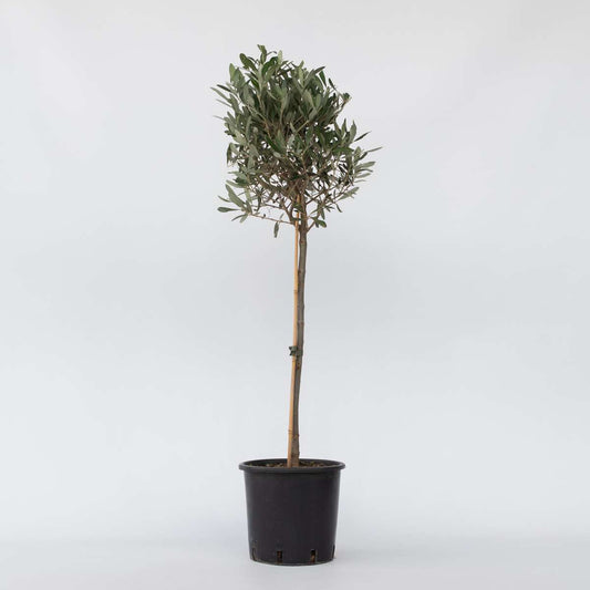 Olive Trees Olivenbaum - Olea Europaea - Höhe 90-100Cm - ⌀21Cm 