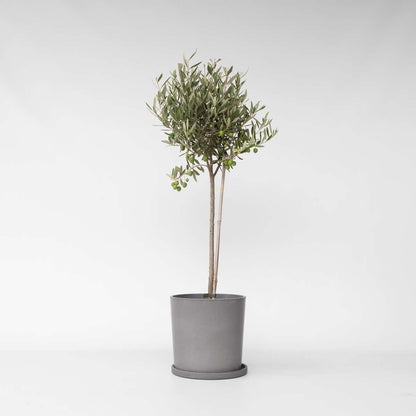 Olive Trees Olivenbaum - Olea Europaea - Höhe 80-90Cm - ⌀19Cm 