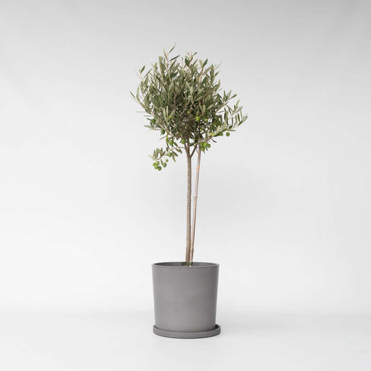 Olive Trees Olivenbaum - Olea Europaea - Höhe 80-90Cm - ⌀19Cm 