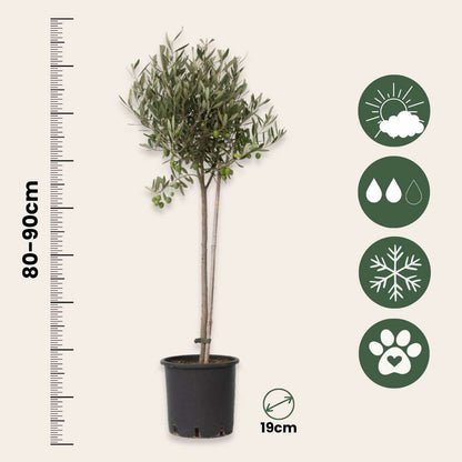 Olive Trees Olivenbaum - Olea Europaea - Höhe 80-90Cm - ⌀19Cm 