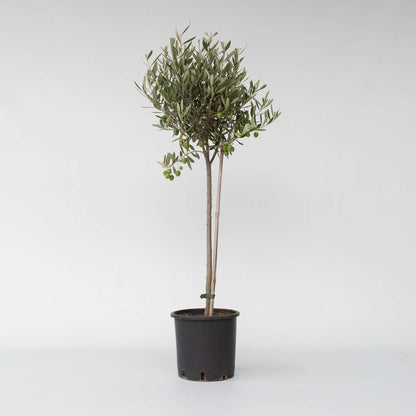 Olive Trees Olivenbaum - Olea Europaea - Höhe 80-90Cm - ⌀19Cm 