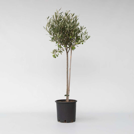 Olive Trees Olivenbaum - Olea Europaea - Höhe 80-90Cm - ⌀19Cm 
