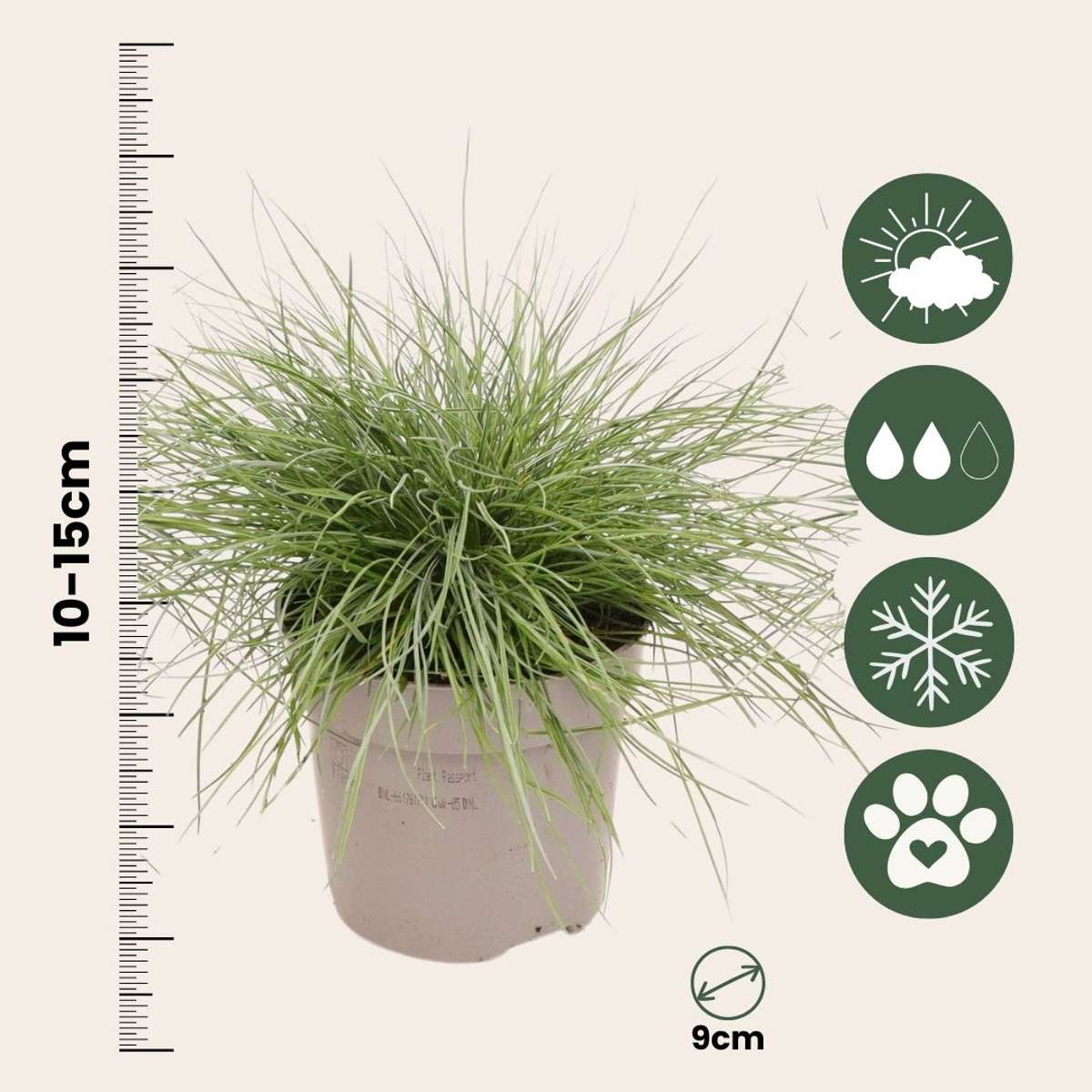 Ornamental Grasses Blaugrünes Schwingel - 3 Stk - Festuca Glauca Elijah Blue - Höhe 10-15Cm - ⌀9Cm 