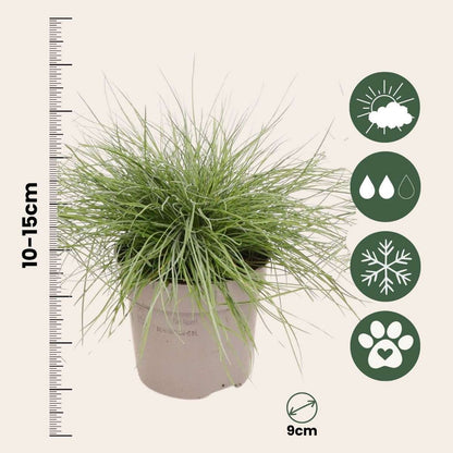 Ornamental Grasses Blaugrünes Schwingel - 3 Stk - Festuca Glauca Elijah Blue - Höhe 10-15Cm - ⌀9Cm 