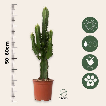 Other Green Houseplants Cowboy-Kaktus - 2 Stk - Euphorbia Ingens - Höhe 50-60Cm - ⌀17Cm 