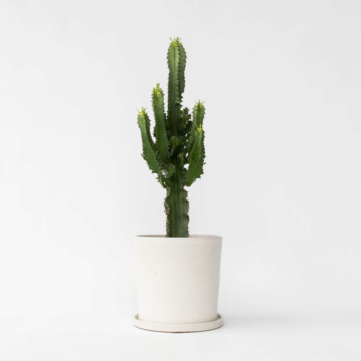Cactus Cowboy-Kaktus - Euphorbia Ingens - Höhe 50-60Cm - ⌀17Cm 