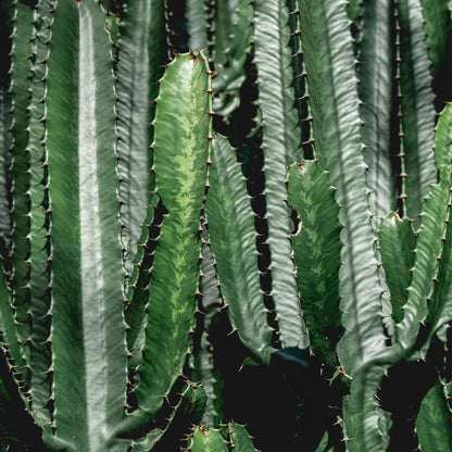 Cactus Cowboy-Kaktus - Euphorbia Ingens - Höhe 50-60Cm - ⌀17Cm 