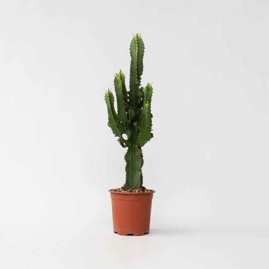 Cactus Cowboy-Kaktus - Euphorbia Ingens - Höhe 50-60Cm - ⌀17Cm 
