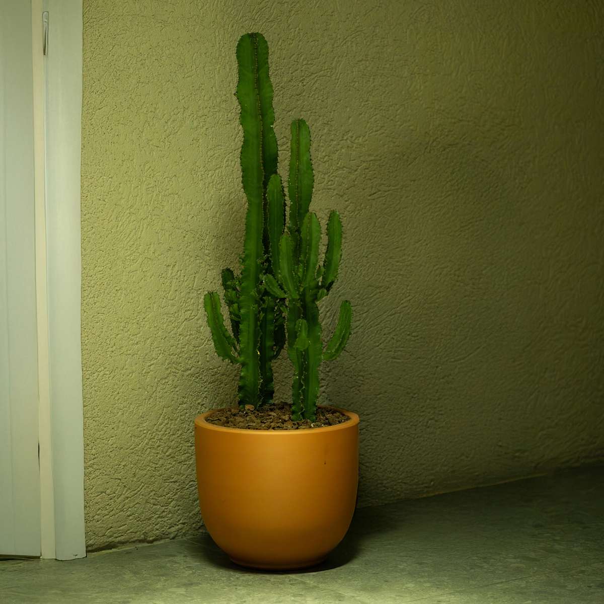 Cactus Cowboy-Kaktus - Euphorbia Ingens - Höhe 50-60Cm - ⌀17Cm 