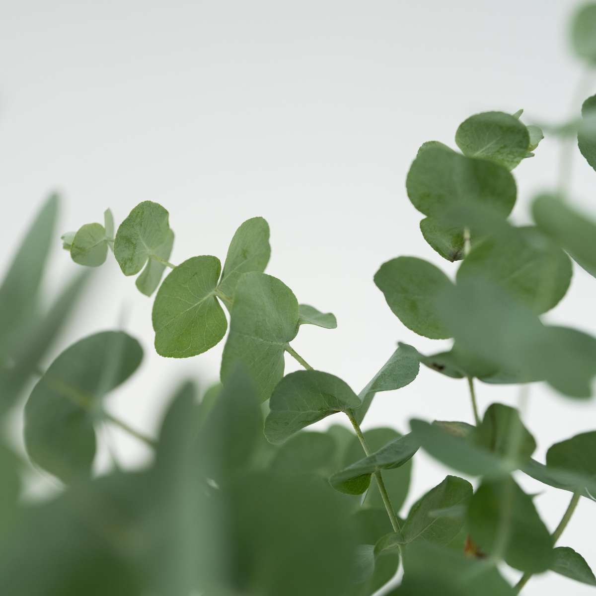 Eucalyptus Eukalyptus - 6 Stk - Eucalyptus 'Pulverulenta' - Höhe 25-40Cm - ⌀12Cm 