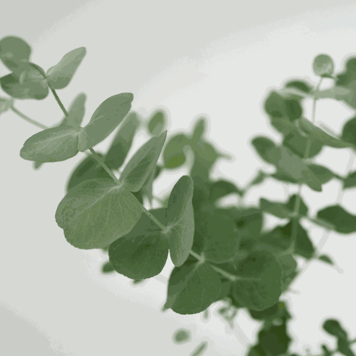 Other Garden Plants Eukalyptus - 4 Stk - Eucalyptus 'Pulverulenta' - Höhe 25-40Cm - ⌀12Cm 