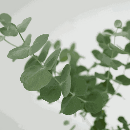 Other Garden Plants Eukalyptus - 4 Stk - Eucalyptus 'Pulverulenta' - Höhe 25-40Cm - ⌀12Cm 