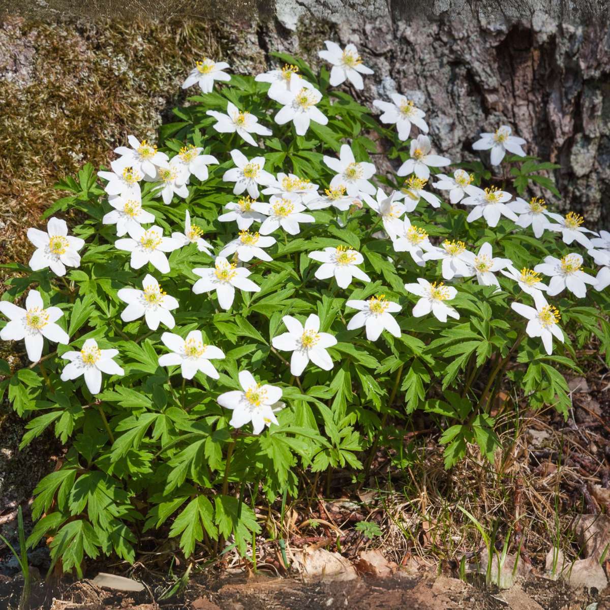Other Shrubs Christrosen - 6 Stk - Helleborus Niger 'Mont Blanc' - Höhe 20-30Cm - ⌀12Cm 