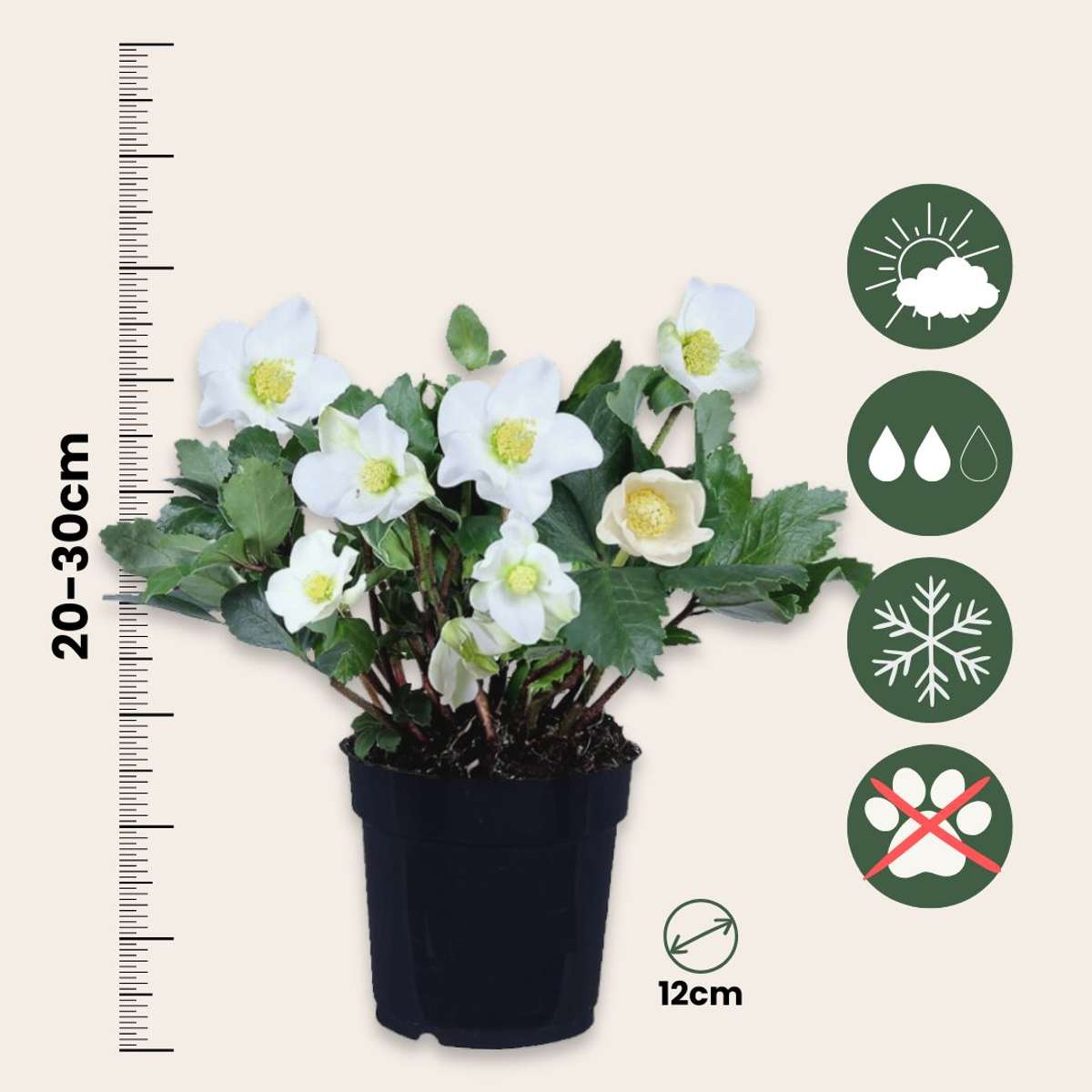 Other Shrubs Christrosen - 6 Stk - Helleborus Niger 'Mont Blanc' - Höhe 20-30Cm - ⌀12Cm 