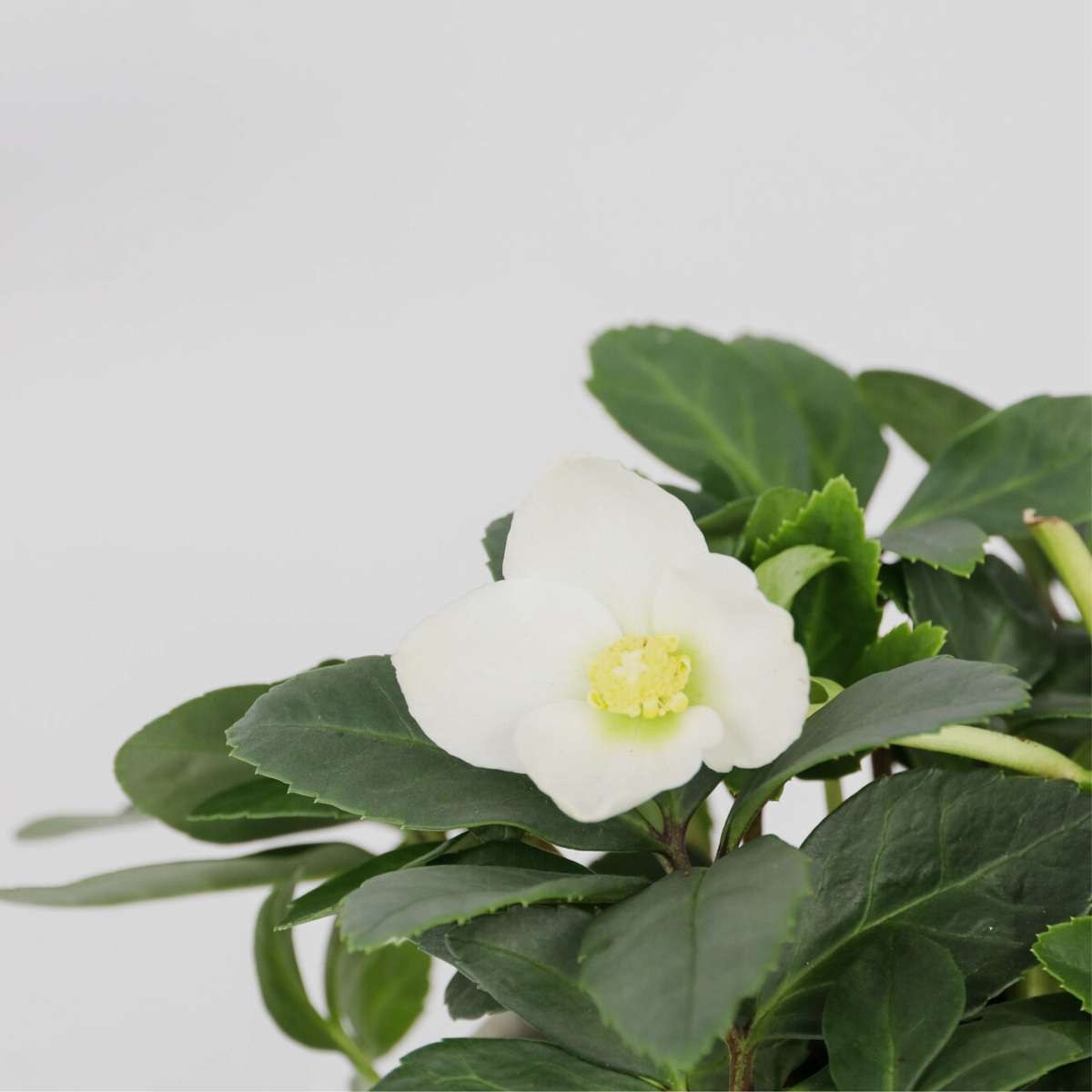 Other Shrubs Christrosen - 6 Stk - Helleborus Niger 'Mont Blanc' - Höhe 20-30Cm - ⌀12Cm 
