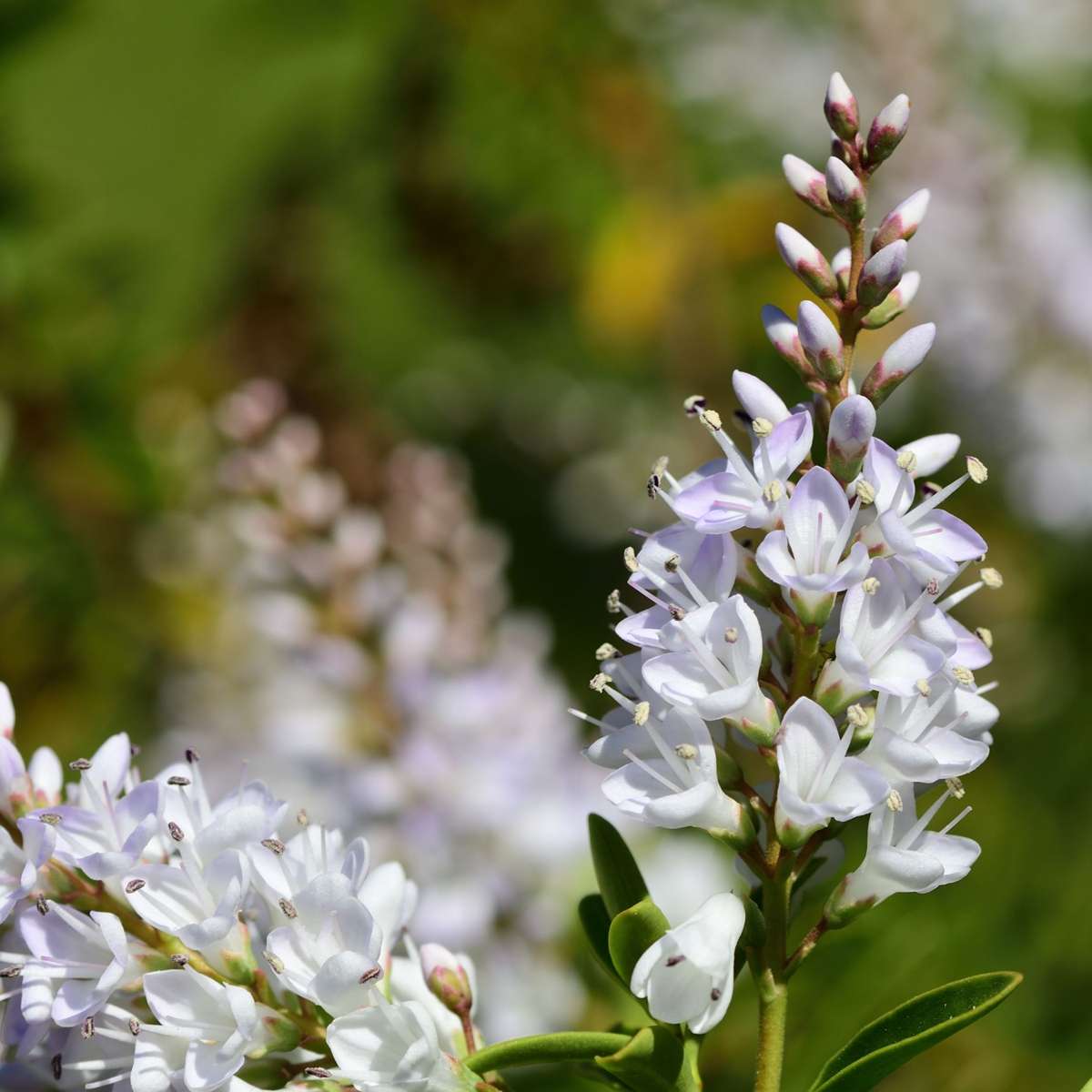 Other Shrubs Strauchveronika - 6 Stk - Hebe Pinguifolia - Höhe 15-20Cm - ⌀11Cm 