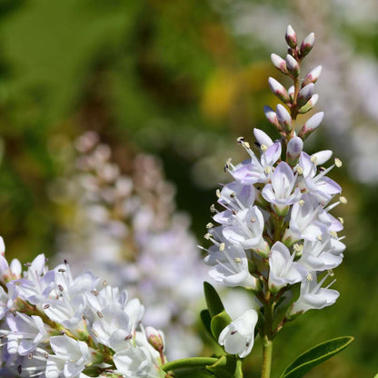 Other Shrubs Strauchveronika - 6 Stk - Hebe Pinguifolia - Höhe 15-20Cm - ⌀11Cm 