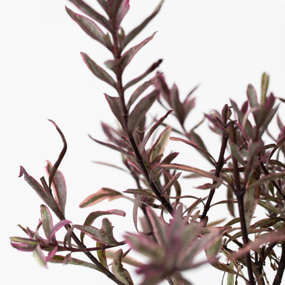 Other Shrubs Strauchveronika - 6 Stk - Hebe Pinguifolia - Höhe 15-20Cm - ⌀11Cm 