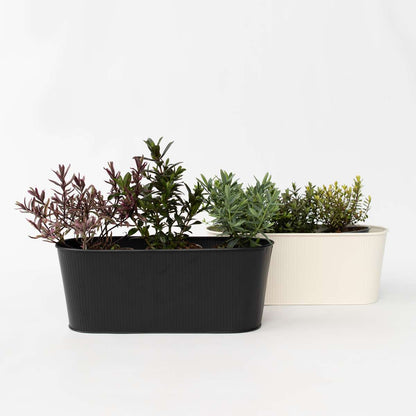 Hebe Strauchveronika - 12 Stk - Hebe Pinguifolia - Höhe 15-20Cm - ⌀11Cm 