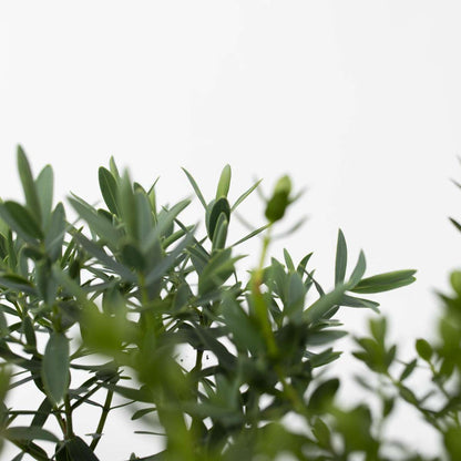 Hebe Strauchveronika - 12 Stk - Hebe Pinguifolia - Höhe 15-20Cm - ⌀11Cm 