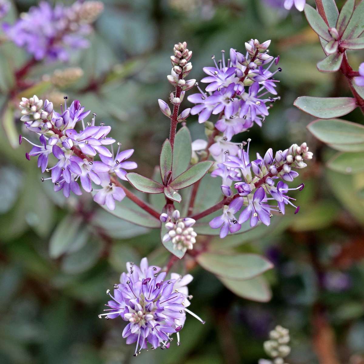 Hebe Strauchveronika - 12 Stk - Hebe Pinguifolia - Höhe 15-20Cm - ⌀11Cm 