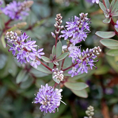 Hebe Strauchveronika - 12 Stk - Hebe Pinguifolia - Höhe 15-20Cm - ⌀11Cm 