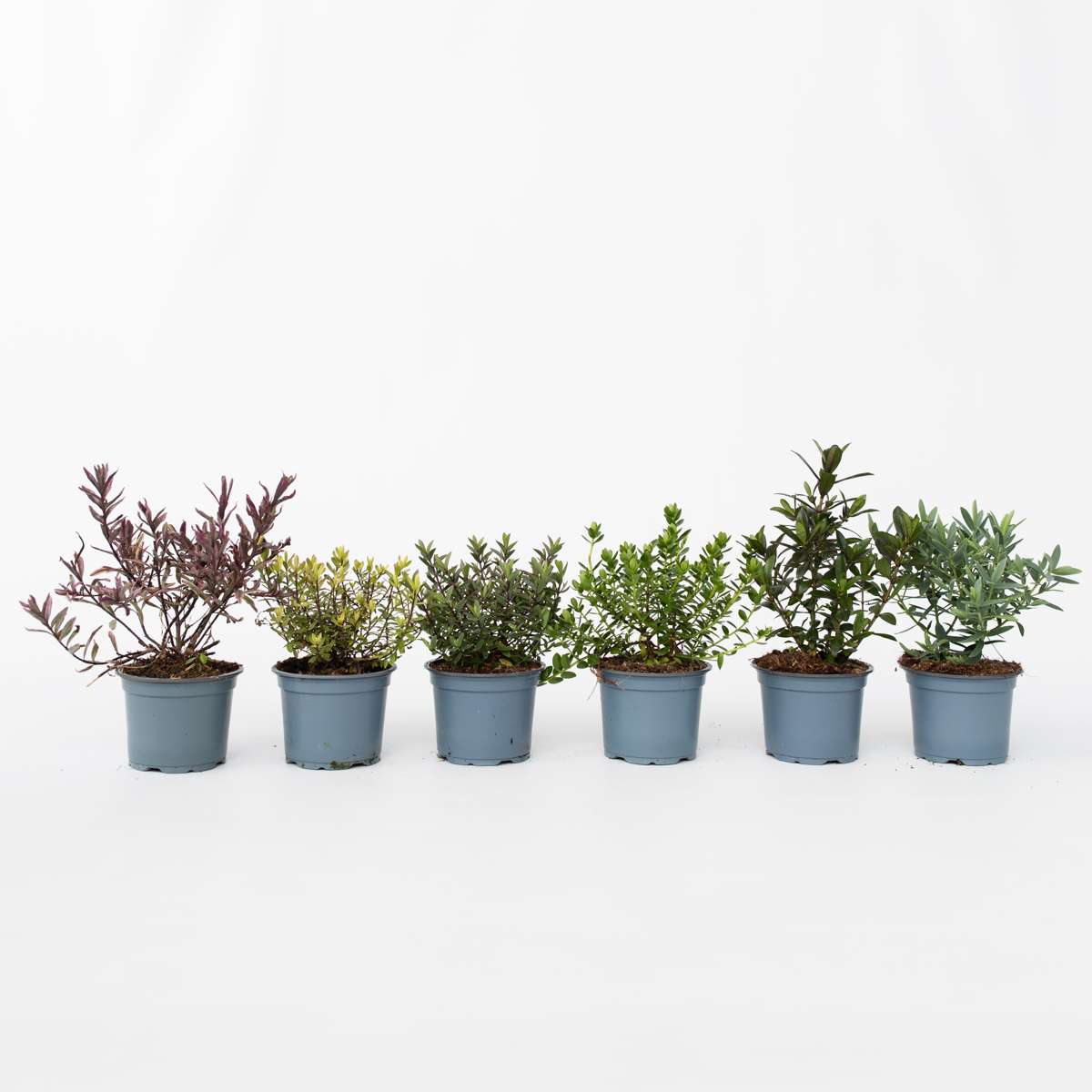 Hebe Strauchveronika - 12 Stk - Hebe Pinguifolia - Höhe 15-20Cm - ⌀11Cm 