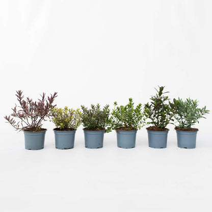 Hebe Strauchveronika - 12 Stk - Hebe Pinguifolia - Höhe 15-20Cm - ⌀11Cm 