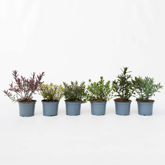 Hebe Strauchveronika - 12 Stk - Hebe Pinguifolia - Höhe 15-20Cm - ⌀11Cm 