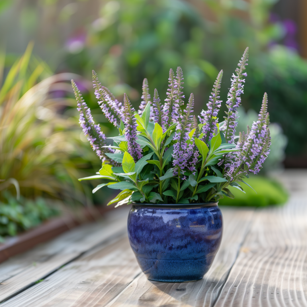 Hebe Strauchveronika - 12 Stk - Hebe Pinguifolia - Höhe 15-20Cm - ⌀11Cm 