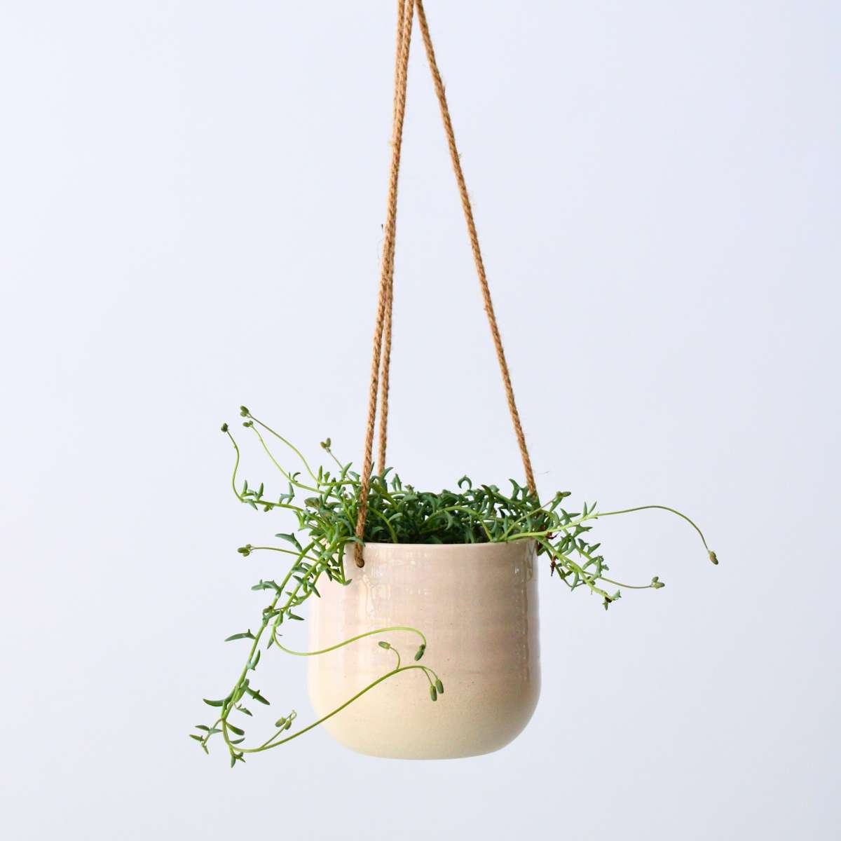 Hanging Plants Delphinkette - Senecio Peregrinus - Höhe 10-20Cm - ⌀12Cm 