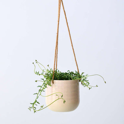 Hanging Plants Delphinkette - Senecio Peregrinus - Höhe 10-20Cm - ⌀12Cm 