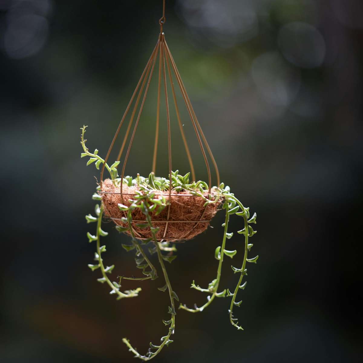 Hanging Plants Delphinkette - Senecio Peregrinus - Höhe 10-20Cm - ⌀12Cm 
