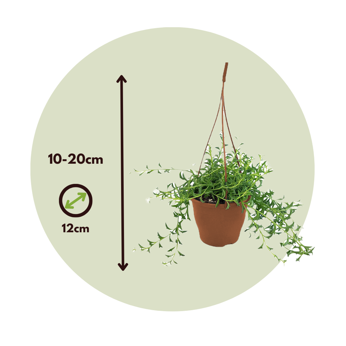 Hanging Plants Delphinkette - Senecio Peregrinus - Höhe 10-20Cm - ⌀12Cm 