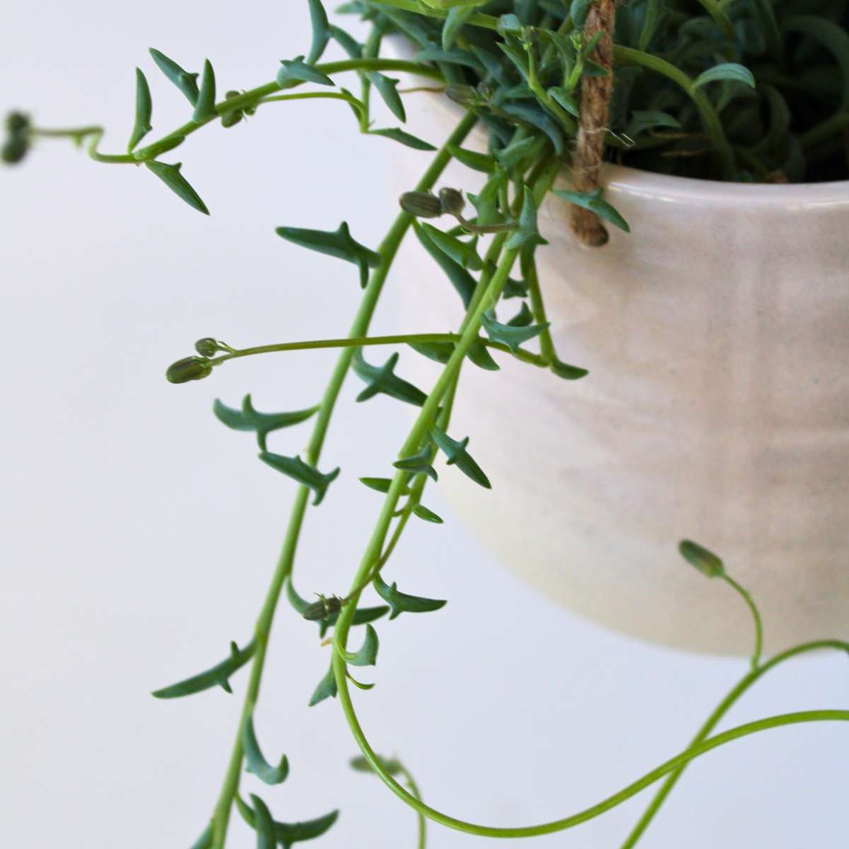 Hanging Plants Delphinkette - Senecio Peregrinus - Höhe 10-20Cm - ⌀12Cm 