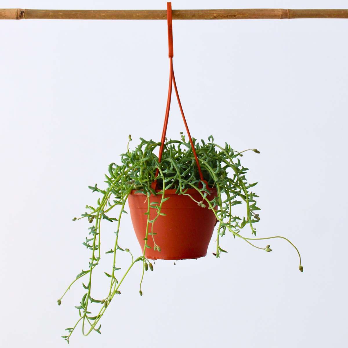 Hanging Plants Delphinkette - Senecio Peregrinus - Höhe 10-20Cm - ⌀12Cm 
