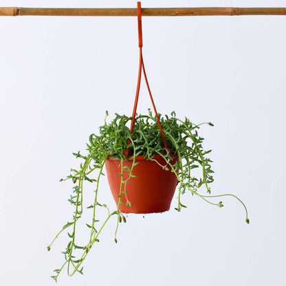 Hanging Plants Delphinkette - Senecio Peregrinus - Höhe 10-20Cm - ⌀12Cm 
