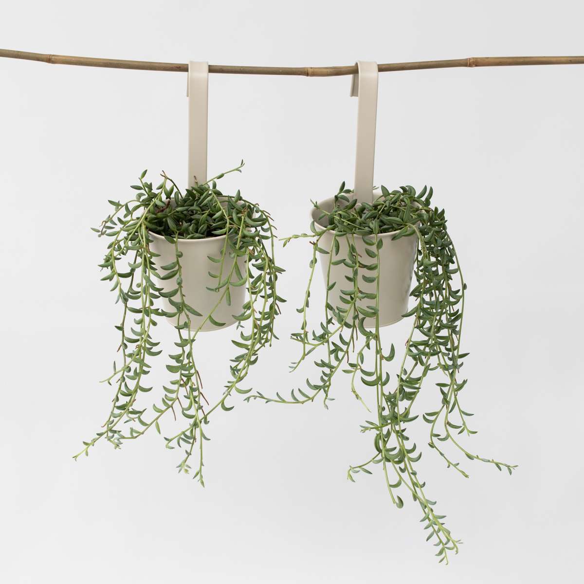 Hanging Plants Bananenschnur - 2 Stk - Senecio Radicans - Höhe 10-20Cm - ⌀12Cm 