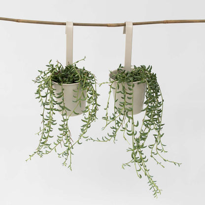 Hanging Plants Bananenschnur - 2 Stk - Senecio Radicans - Höhe 10-20Cm - ⌀12Cm 