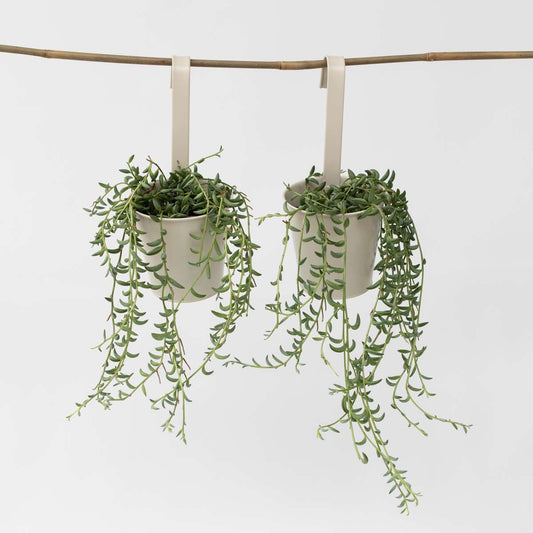 Hanging Plants Bananenschnur - 2 Stk - Senecio Radicans - Höhe 10-20Cm - ⌀12Cm 