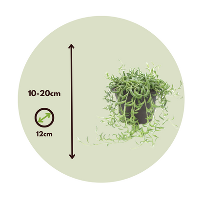 Hanging Plants Bananenschnur - 2 Stk - Senecio Radicans - Höhe 10-20Cm - ⌀12Cm 