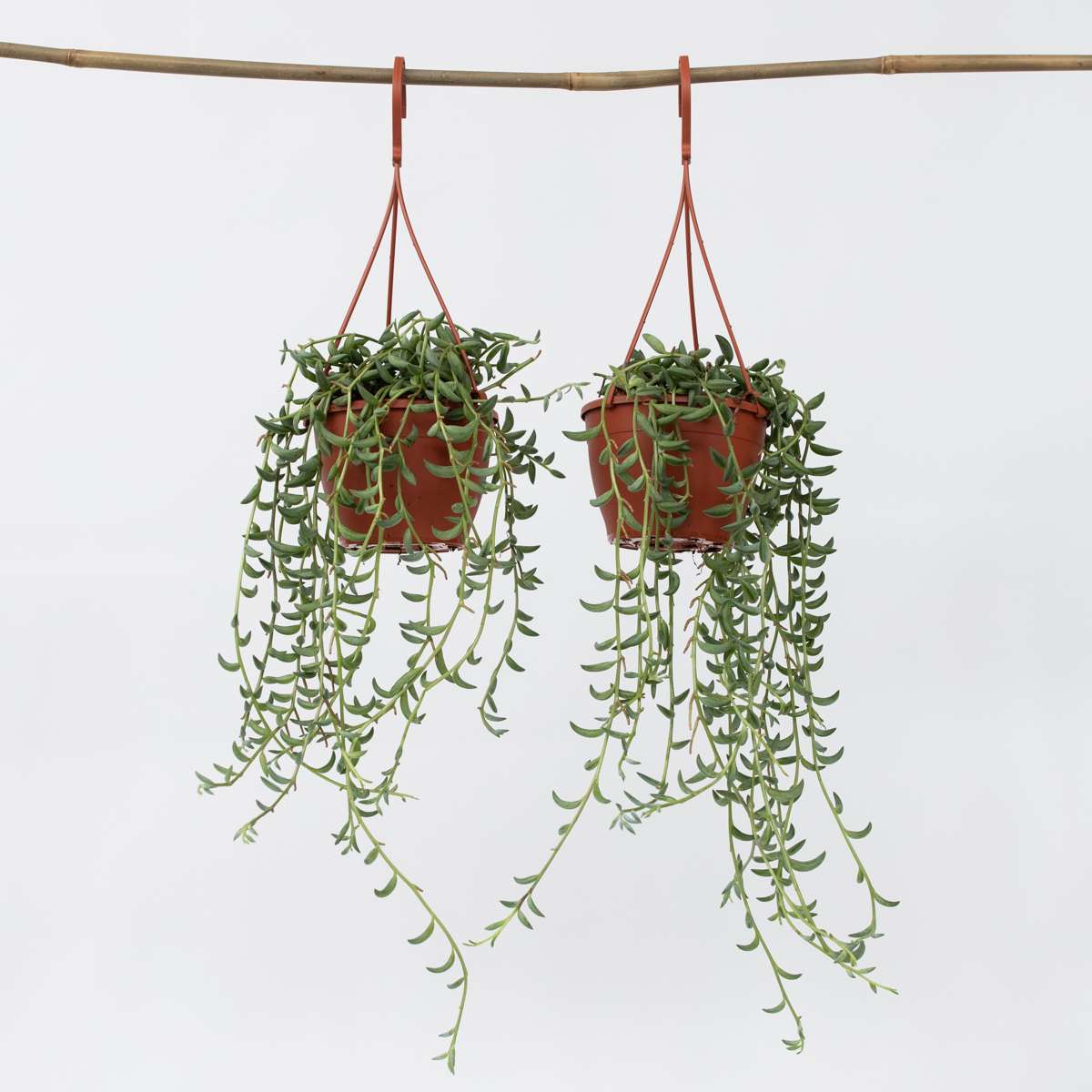 Hanging Plants Bananenschnur - 2 Stk - Senecio Radicans - Höhe 10-20Cm - ⌀12Cm 