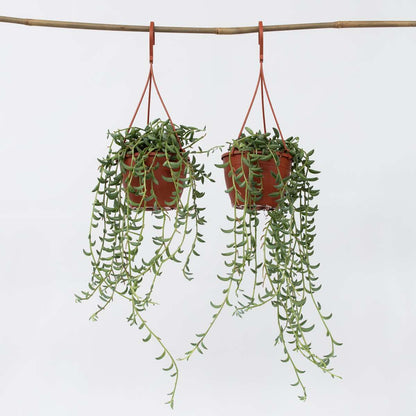 Hanging Plants Bananenschnur - 2 Stk - Senecio Radicans - Höhe 10-20Cm - ⌀12Cm 