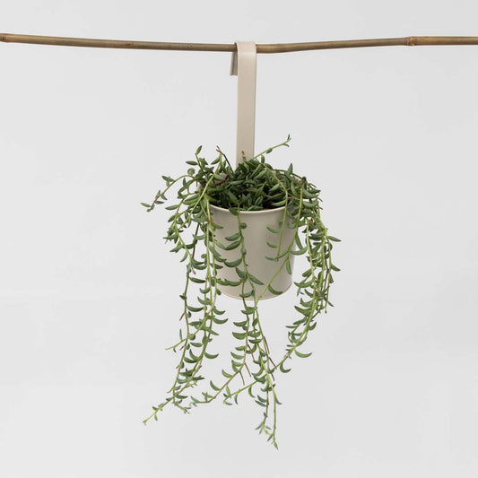 Hanging Plants Bananenschnur - Senecio Radicans - Höhe 10-20Cm - ⌀12Cm 