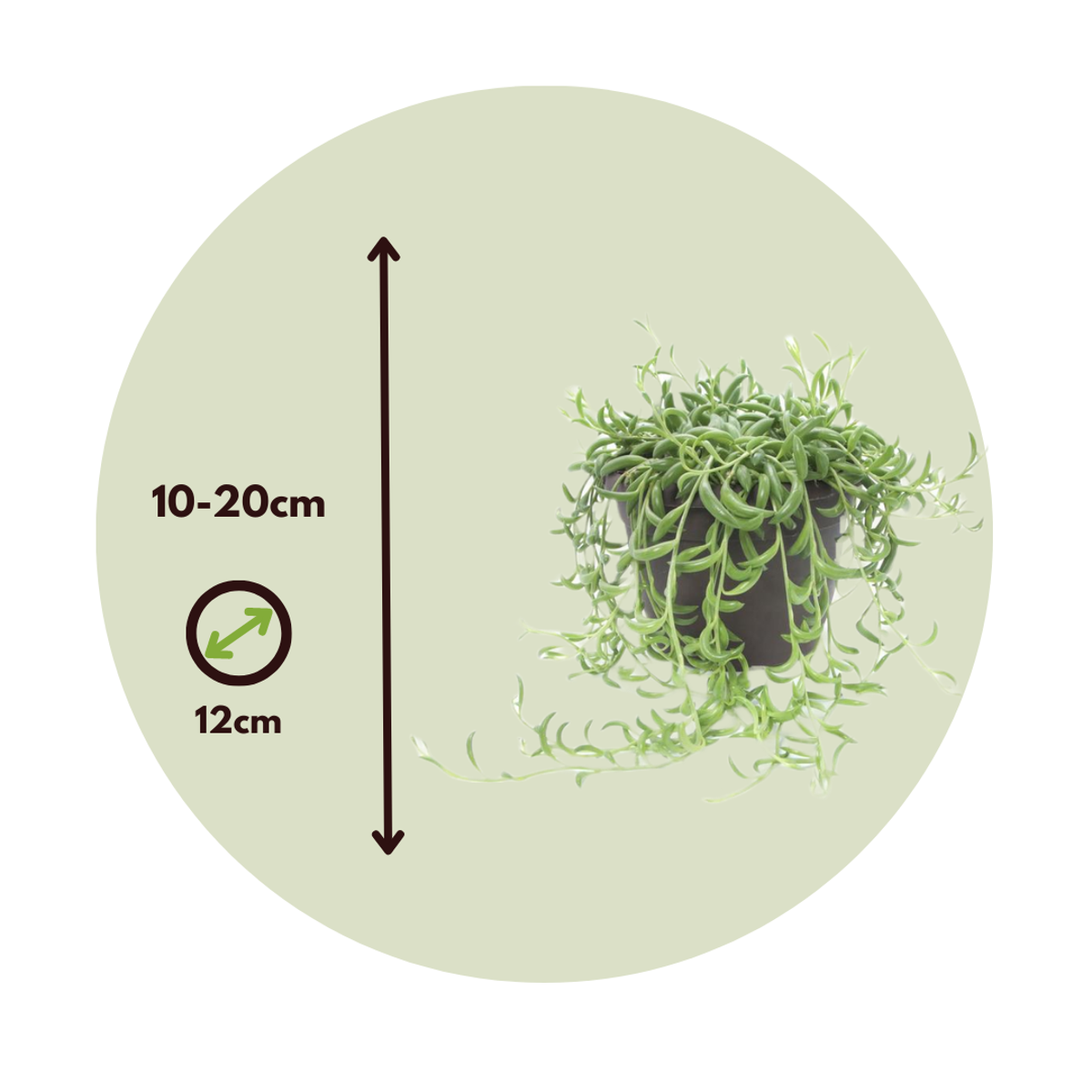 Hanging Plants Bananenschnur - Senecio Radicans - Höhe 10-20Cm - ⌀12Cm 