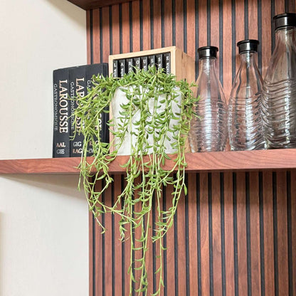 Hanging Plants Bananenschnur - Senecio Radicans - Höhe 10-20Cm - ⌀12Cm 