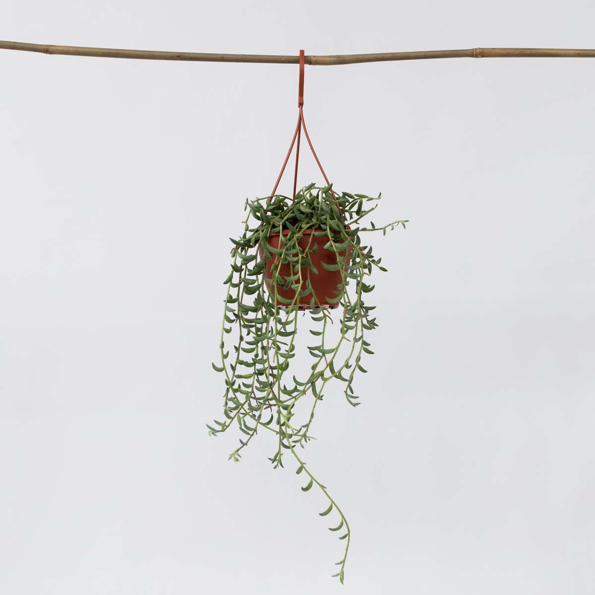 Hanging Plants Bananenschnur - Senecio Radicans - Höhe 10-20Cm - ⌀12Cm 