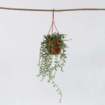 Hanging Plants Bananenschnur - Senecio Radicans - Höhe 10-20Cm - ⌀12Cm 