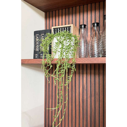 Hanging Plants Bananenschnur - Senecio Radicans - Höhe 10-20Cm - ⌀12Cm 